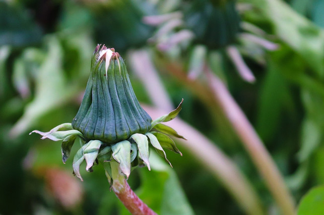 sobald-der-loewenzahn-bluetenansaetze-gebildet-hat-i-cc0-pixabay-manfredrichter-221018_download Sobald der Löwenzahn Blütenansätze gebildet hat, ist der Geschmack bitter.