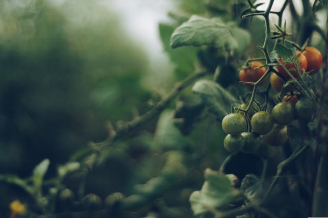 ernte-regelmaessig-reife-tomaten-von-deiner-pflanze-cc0--pixabay--bohdanchreptak-250805_download Ernte regelmäßig reife Tomaten von deiner Pflanze. Das sorgt dafür, dass mehr gesunde Früchte nachreifen.