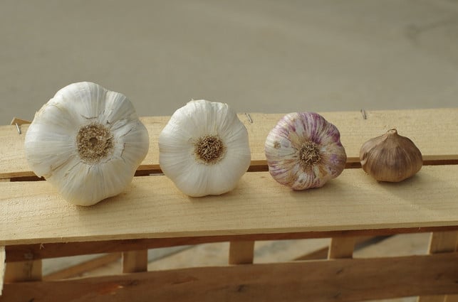 die-spanische-knoblauchsuppe-enthaelt-weniger-knobl-cc0-pixabay-maisonboutarin-190108_download Spanische Knoblauchsuppe enthält weniger Knoblauch als das Grundrezept.