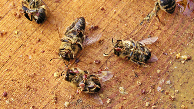 Bienensterben - was kann ich dafür? Bienensterben - was kann ich dafür?