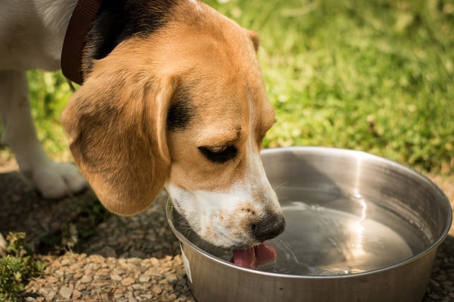 frisches-trinkwasser-ist-ein-muss-fuer-einen-hundef-cc0-pixabay-584652-230517_download Frisches Trinkwasser ist ein Muss für einen hundefreundlichen Garten.