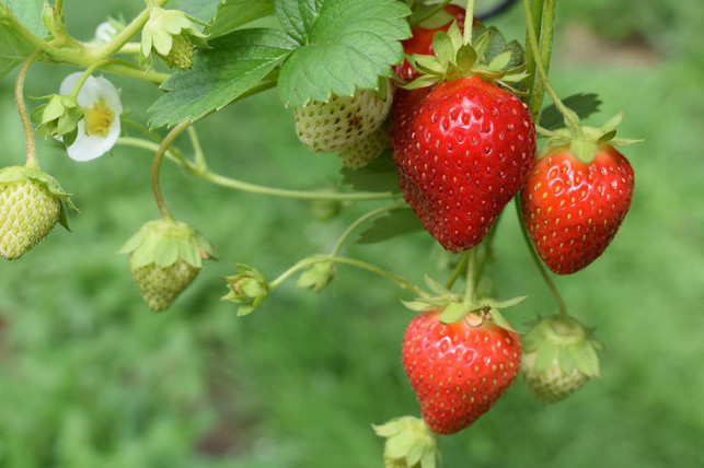 achte-beim-kauf-darauf-dass-die-erdbeeren-aus-reg-cc0-pixabay-oli2020-220718_download Achte beim Kauf darauf, dass die Erdbeeren aus regional-saisonalem Anbau stammen.