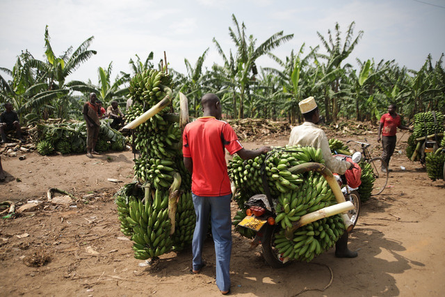 When-buying-bananas-make-sure-that-they-are-oekolo-cc0-pixabay-redfam-230313_download When buying bananas, make sure they are organically grown and fairly traded.