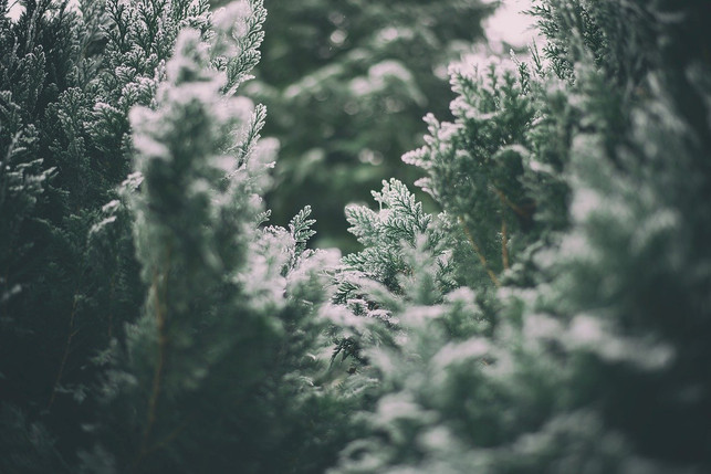 die-wintersonnenwende-und-weihnachten-fallen-in-de-cc0-pixabay-laney5569-231210_download Die Wintersonnenwende und Weihnachten fallen in den selben Zeitraum.