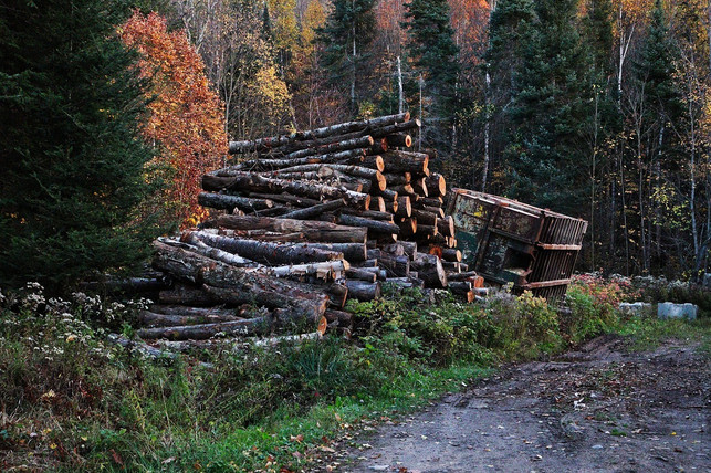 fuer-die-papierherstellung-werden-riesige-mengen-ho-cc0-pixabay-pic_panther-240703_download Für die Papierherstellung werden riesige Mengen Holz benötigt.