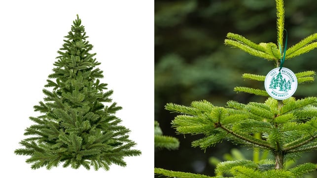 kunstbaum-oder-echt-px-MonikaGraf-naturbaumsiegel-VNWB-HeidiBuecker-231206-1280x720 Weihnachtsbaum aus Plastik – oder aus dem Wald? Immer mehr Menschen fragen sich, was nachhaltiger ist.