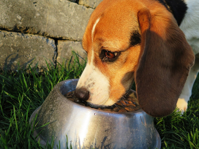 hundefutter-sollte-so-natuerlich-und-unbehandelt-wi-cc0-pixabay-eminens-220502_download Hundefutter sollte so natürlich und unbehandelt wie möglich sein.