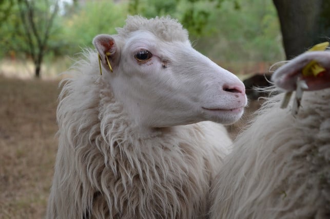 in-der-solidarischen-landwirtschaft-koennen-die-bau-kilian-loesch-180122_download In der Solidarischen Landwirtschaft können die Bauern ihre Tiere artgerecht halten.