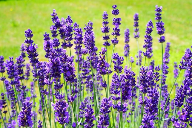 in-milden-regionen-ist-lavendel-ein-angenehm-dufte-cc0-pixabay-hans-191203_download In milden Regionen ist Lavendel ein angenehm duftender Ersatz für den Buchsbaum.