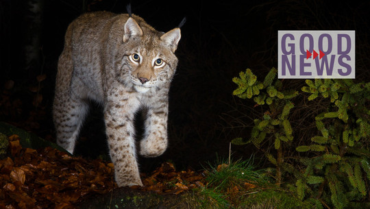 Artenschutz-Erfolg im Harz: Größte Katzenart Europas erfolgreich wieder angesiedelt Luchs mit braun-grau geflecktem Fell, der nachts durch einen Wald mit Laub und Tannenzweigen schleicht.
