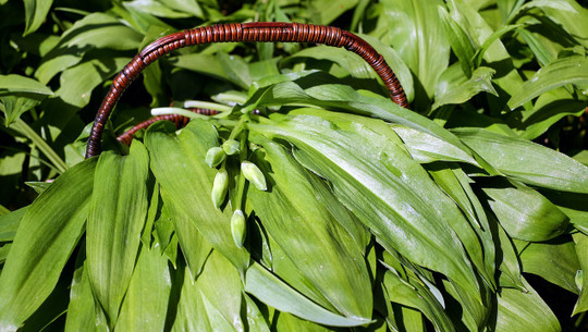 baerlauch-haltbar-machen-cc0-pixabay-couleur-220327 Bärlauch haltbar machen