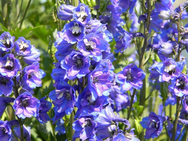 rittersporn-ist-eine-mehrjaehrige-sommerblueher-stau-cc0-pixabay-akuptsova-210127_download Rittersporn ist eine mehrjährige Sommerblüher-Staude.