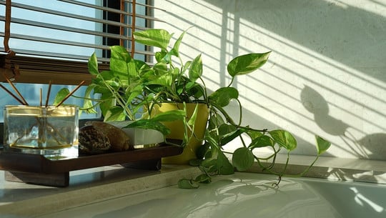 pflanze-fuers-badezimmer-cc0-pixabay-spencerwing-181120 Pflanze fürs Badezimmer