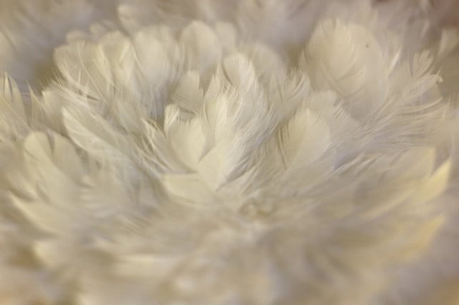 daunen-sind-ein-tierisches-produkt-und-ihre-gewinn-cc0-pixabay-kriemer-190624_download Daunen sind ein tierisches Produkt und ihre Gewinnung ist nicht immer unproblematisch.