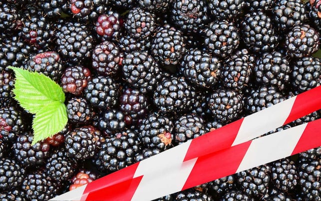 tiefkuehl-brombeeren-dreckiges-dutzend-cw-Kaesler-Media-pb-ulleo-220421-1280x800 Kein Obst wurde so oft beanstandet, weil es Pestizidhöchstwerte überschritt, wie Tiefkühl-Brombeeren.
