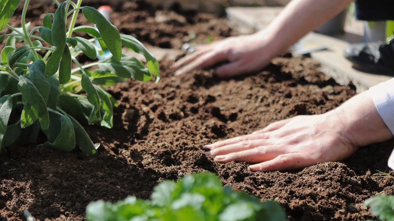 Organischer Dnger: So setzt du ihn in deinem Garten ein - Utopia.de