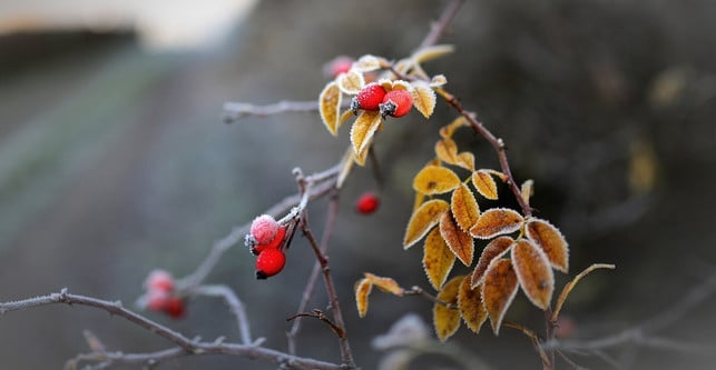 nach-dem-ersten-frost-schmecken-die-hagebutten-suess-cc0-pixabay-congerdesign-240208_download Nach dem ersten Frost schmecken die Hagebutten süßer.