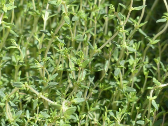 Thyme can have a glorical effect on digestive problems.