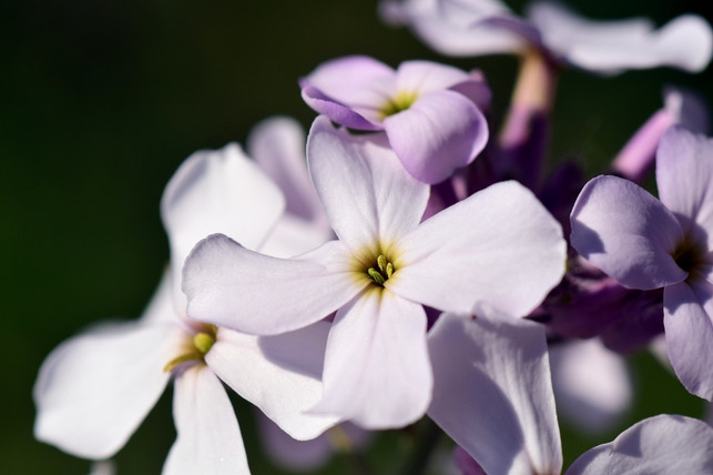 nachtviolen-brauchen-nicht-viel-pflege-und-bereich-cc0-pixabay-ulleo-200516_download Nachtviolen brauchen nicht viel Pflege und bereichern deinen Garten mit einer prächigen Blüte.