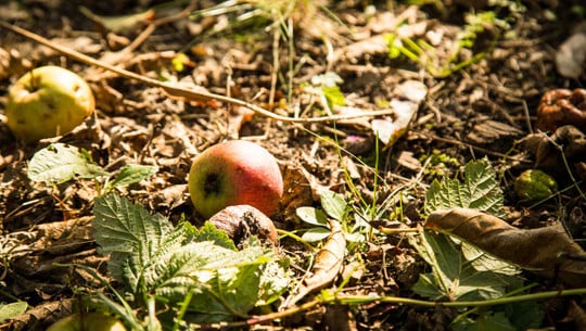 Äpfel, Kastanien, Nüsse: Hier darfst du sie sammeln Äpfel, Kastanien, Nüsse: Hier darfst du sie sammeln