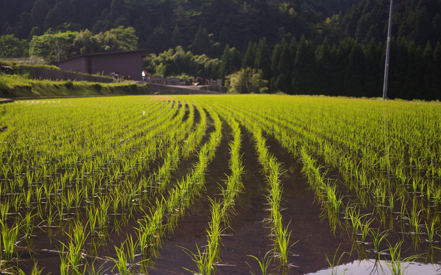 Reisanbau-pb-miakihiro0-20210920-1280x800 Süd- und Südostasien waren die insgesamt größten Emittenten von Treibhausgasen im Zusammenhang mit der Nahrungsmittelproduktion und die Einzigen, in der die Emissionen durch die pflanzlichen Lebensmittel höher war, als durch die tierischen.