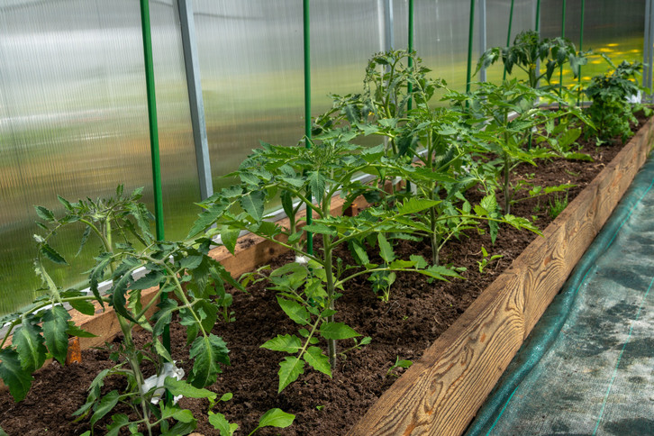 Tomaten dngen: Daran erkennst du, ob wichtige Nhrstoffe fehlen - Utopia.de