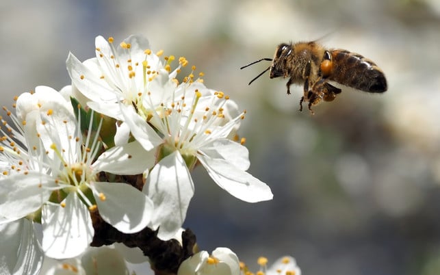 bienen-als-natuerliche-bestaeuber-cc0-pixabay-esiul-180623 Bienen als natürliche Bestäuber