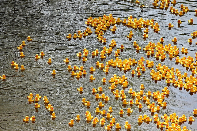 bei-entenrennen-lassen-veranstalterinnen-teilweis-cc0-pixabay-manfredrichter-220703_download Bei Entenrennen lassen Veranstalter:innen teilweise bis zu 1.500 Enten ins Wasser.