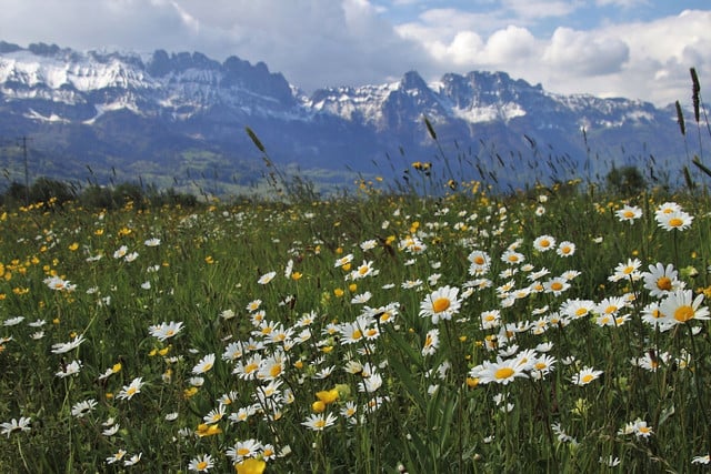 Chamomile bath: Chamomile has anti-inflammatory, antibacterial and antispasmodic effects.