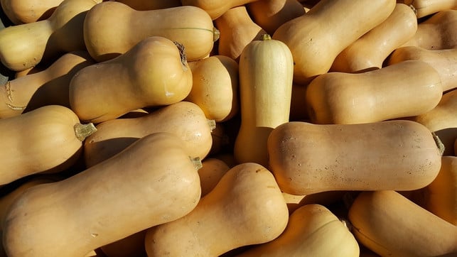 butternut-kuerbis-schmeckt-wunderbar-zart-cc0-pixabay-jobanana-181030_download Butternut-Kürbis schmeckt wunderbar zart.