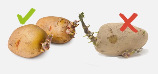 Kartoffeln giftig