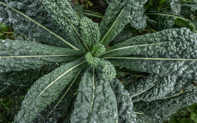 palmkohl-benoetigt-einen-naehrstoffreichen-boden-colourboxde-jorgen-flemming-210222 Palmkohl benötigt einen nährstoffreichen Boden.