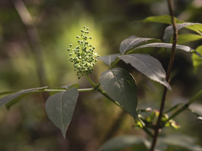 an-einem-halbschattigen-standort-mit-naehrstoffreic-cc0-pixabay-marjattacajan-210408_download An einem halbschattigen Standort mit nährstoffreicher Erde fühlt sich der Traubenholunder am wohlsten.