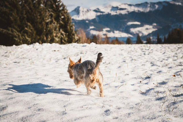 im-winter-drehst-du-besser-mehrere-kleine-runden-a-cc0-pixabay-pezibear-211228_download Im Winter drehst du besser mehrere kleine Runden anstelle eines großen Spaziergangs, um die Pfoten nicht zu stark zu beanspruchen.