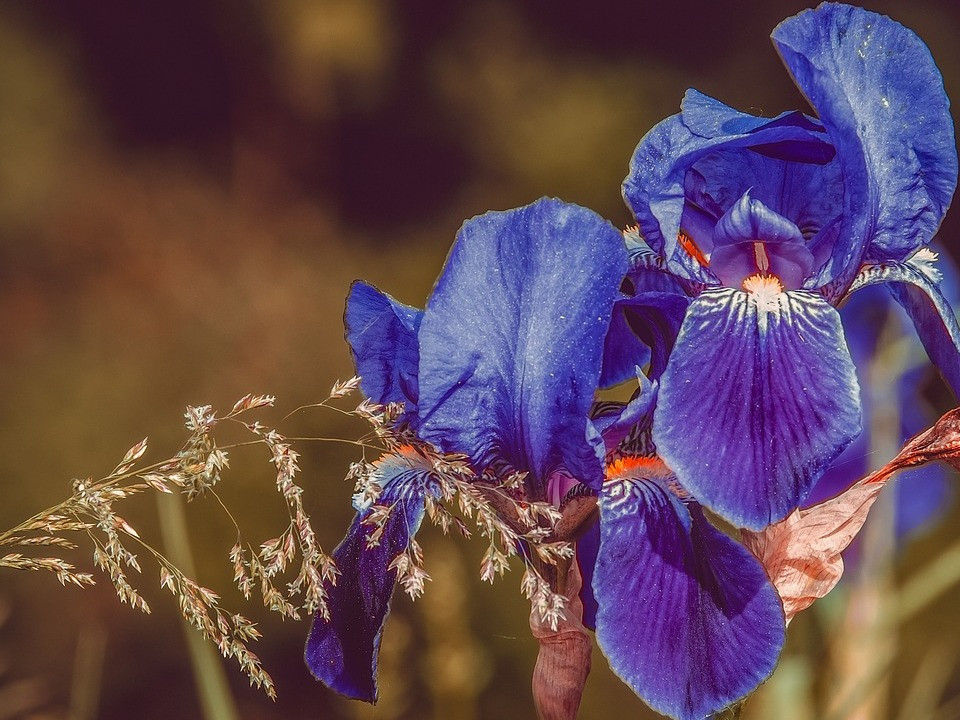 Iris pflanzen: Zeitpunkt, Boden und Pflege - Utopia.de