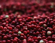 cranberry preiselbeere