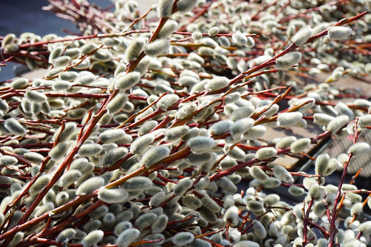 Bienenfreund: Harlekinweide schneiden, pflanzen und pflegen - Utopia.de