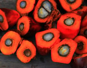 Bio-Palmöl: Ist das die Lösung?