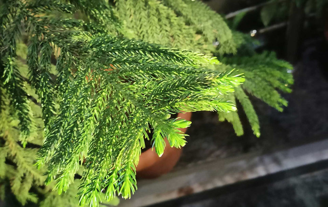 3 Weihnachtsbaum-Alternativen im Test: So wird’s auch ohne Tanne festlich 3 Weihnachtsbaum-Alternativen im Test: So wird’s auch ohne Tanne festlich