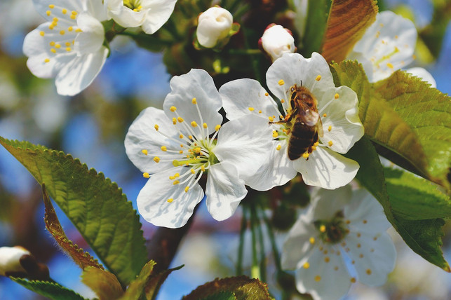 bekaempfe-apfelwickler-mit-natuerlichen-feinden-cc0-pixabay-freestocks-photos-190226_download Bekämpfe Apfelwickler mit natürlichen Feinden.