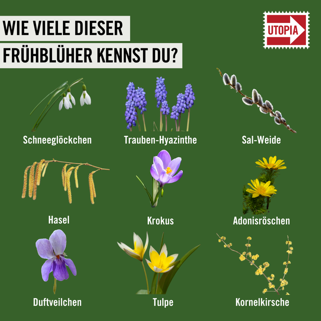 fruehblueher-quiz-hier-kommt-die-aufloesung-utopiade-240222_download Frühblüher-Quiz: Hier kommt die Auflösung.