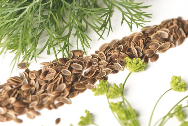 auch-die-samen-von-dill-bieten-sich-zum-verfeinern-cc0-pixabay-miller_eszter-231110_download Auch die Samen von Dill bieten sich zum Verfeinern von Gerichten an.