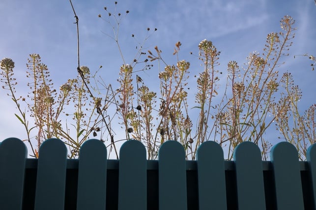 hirtentaeschelkraut-erreicht-eine-hoehe-von-bis-zu-4-cc0-pixabay-hans-190102_download Hirtentäschelkraut erreicht eine Höhe von bis zu 40 Zentimetern.