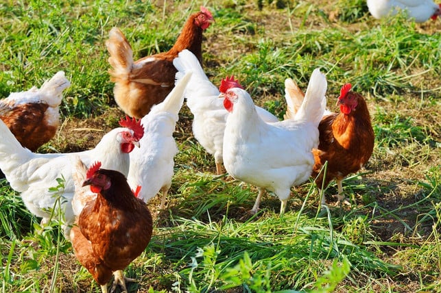 am-besten-greifst-du-immer-zu-eiern-aus-bio-haltun-cc0-pixabay-ralphs_fotos-230629_download Am besten greifst du immer zu Eiern aus Bio-Haltung.