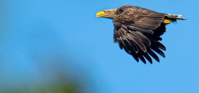 Seeadler Artensterben
