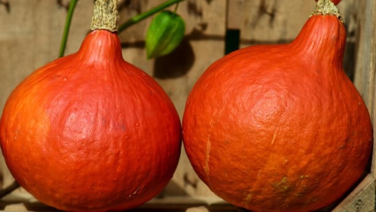 hokkaido-kuerbis-cc0-pixabay-ulleo-190724 Hokkaido-Kürbis