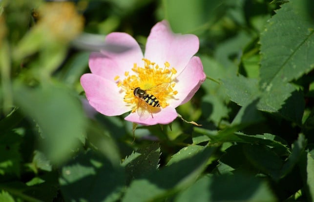 wildrosen-sind-besser-fuer-einen-insektenfreundlich-cc0-pixabay-neelam279-240422_download Wildrosen sind besser für einen insektenfreundlichen Garten als Zierrosen.