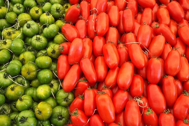 Flaschentomaten Anbau und Besonderheiten der SanMarzanoTomate