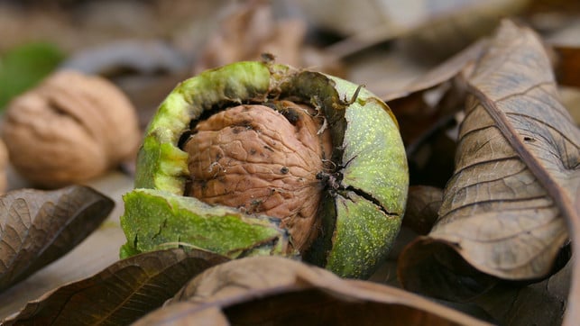 hunde-nuesse-pb-zibik-221116-1280x720 Nüsse können für Hunde giftig sein.
