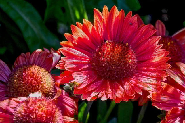 kokardenblumen-koennen-auch-in-roter-farbe-erbluehen-cc0-pixabay-walter46-200517_download Kokardenblumen können auch in roter Farbe erblühen.